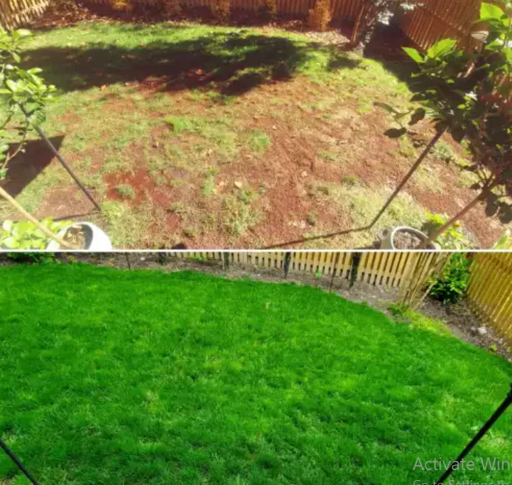 Wide lawn area covered with evergreen dwarf grass